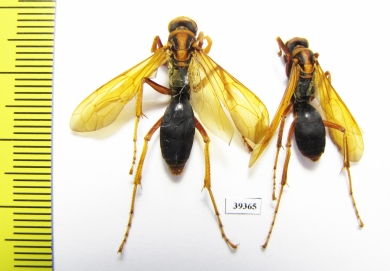 Hymenoptera sp.  Malaysia, Borneo - INSECTS-STORE.RU