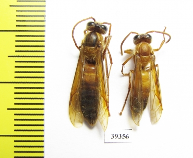 Hymenoptera sp.  Malaysia, Borneo - INSECTS-STORE.RU