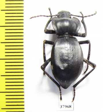 Cyphogenia gibba  Kazakhstan - INSECTS-STORE.RU