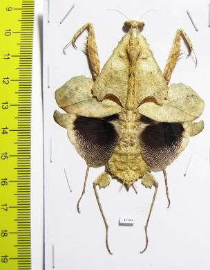 Deroplatys trigonodera, female  Malaysia - INSECTS-STORE.RU