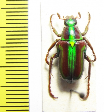 Pygora lenocinia  Madagascar - INSECTS-STORE.RU