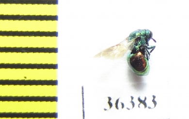 Chrysididae sp.  Russia, Moscow reg. - INSECTS-STORE.RU