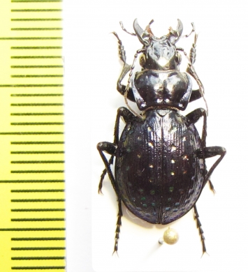 Callisthenes fischeri  Mongolia - INSECTS-STORE.RU