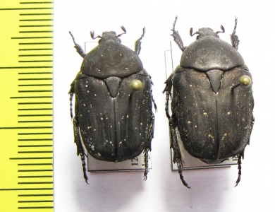 Protaetia morio, pair  France - INSECTS-STORE.RU