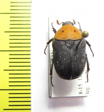 Tephraea dichroa  Tanzania - INSECTS-STORE.RU