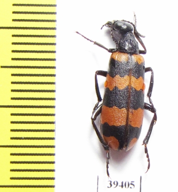 Croscherichia goryi  Afghanistan - INSECTS-STORE.RU