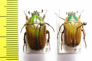 Gnathocera cruda, pair  Tanzania - INSECTS-STORE.RU