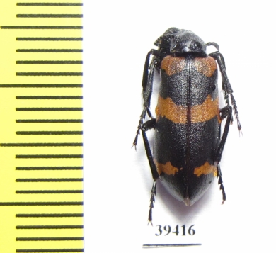 Mylabris allousei  Iran, Sistan prov. - INSECTS-STORE.RU