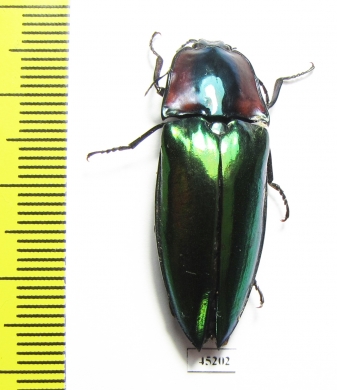 Campsosternus gemma  Thailand - INSECTS-STORE.RU