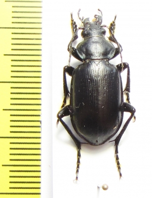 Calosoma affinis  USA - INSECTS-STORE.RU