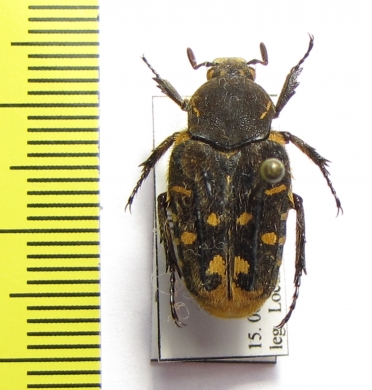 Taeniodera zebraea  China, Hainan - INSECTS-STORE.RU