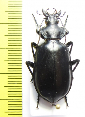 Calosoma peregrinator  USA - INSECTS-STORE.RU