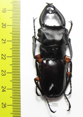 Odontolabis imperialis komorii  Philippines 58mm - INSECTS-STORE.RU