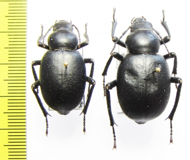 Pelorocnemis punctigera, pair  Uzbekistan - INSECTS-STORE.RU