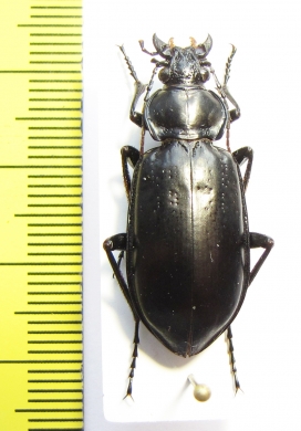 Calosoma macrum  USA - INSECTS-STORE.RU