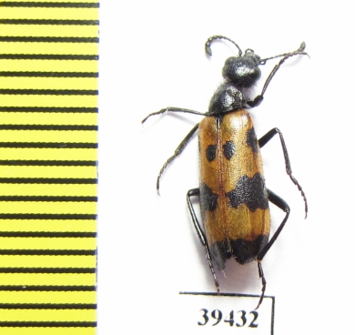 Mylabris tricincta  Morocco - INSECTS-STORE.RU