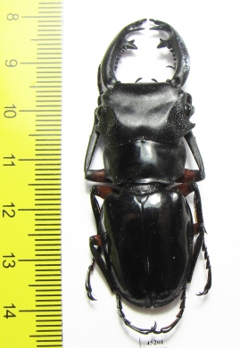 Odontolabis imperialis komorii  Philippines 58mm - INSECTS-STORE.RU