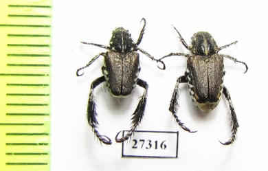 Hopliini sp.  South Africa Rep. - INSECTS-STORE.RU