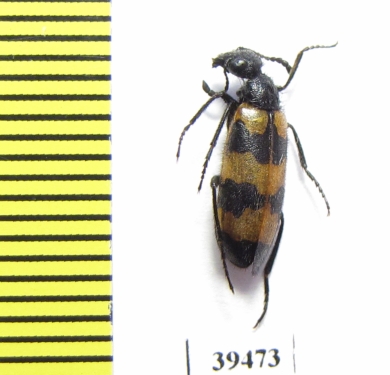 Mylabris tricincta  Morocco - INSECTS-STORE.RU