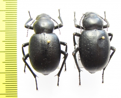 Pelorocnemis punctigera, pair  Uzbekistan - INSECTS-STORE.RU