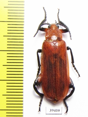 Horia debyi  Indonesia, Java - INSECTS-STORE.RU