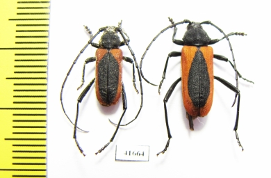 Purpuricenus kaehleri, pair  Russia, Volgograd reg. - INSECTS-STORE.RU
