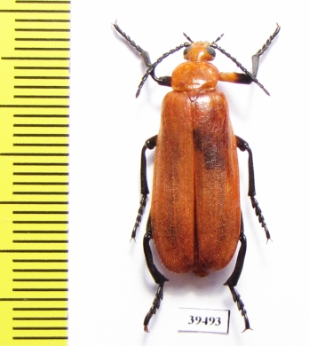 Horia debyi  Indonesia, Java - INSECTS-STORE.RU