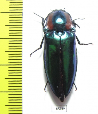 Campsosternus gemma  Thailand - INSECTS-STORE.RU