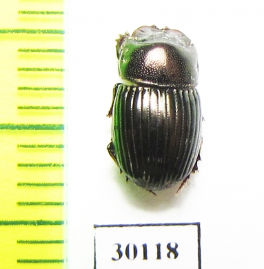 Copris hidakai  Malaysia, Borneo - INSECTS-STORE.RU