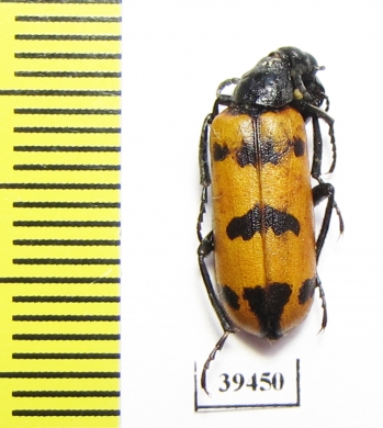 Meloidae sp.  Iran, Sistan prov. - INSECTS-STORE.RU