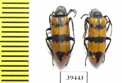 Meloidae sp.  Iran, Sistan prov. - INSECTS-STORE.RU