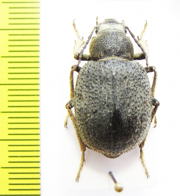 Sternocnera lindti  Tajikistan - INSECTS-STORE.RU