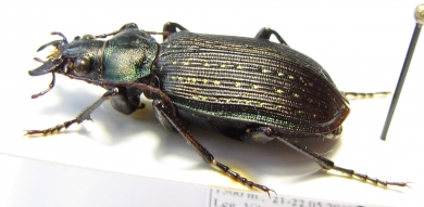 Calosoma sp.  Venezuela - INSECTS-STORE.RU