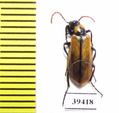 Alosimus maculiventris  Jordan - INSECTS-STORE.RU