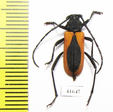 Purpuricenus kaehleri  Russia, Volgograd reg. - INSECTS-STORE.RU