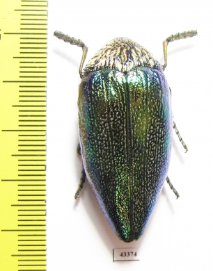 Sternocera pulchra  Tanzania - INSECTS-STORE.RU