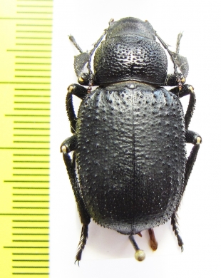 Trigonoscelis seriata, male  Tajikistan - INSECTS-STORE.RU