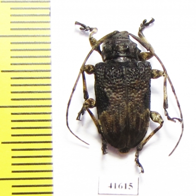 Cerambycidae sp.  Costa Rica - INSECTS-STORE.RU