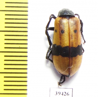 Hycleus colligatus  Iran, Kerman prov. - INSECTS-STORE.RU