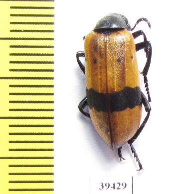 Hycleus colligatus  Iran, Kerman prov. - INSECTS-STORE.RU