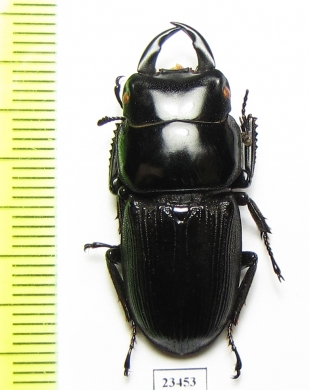 Dorcus sp.  China, Yunnan prov.  - INSECTS-STORE.RU