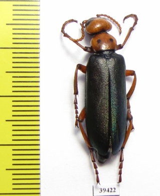 Muzimes marani  Georgia - INSECTS-STORE.RU