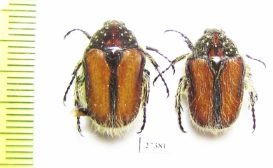 Trichostetha capensis ssp.  South Africa Rep. - INSECTS-STORE.RU