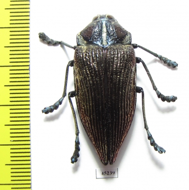 Polybothris geayi  Madagascar - INSECTS-STORE.RU
