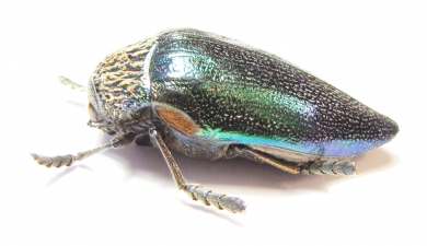 Sternocera pulchra  Tanzania - INSECTS-STORE.RU