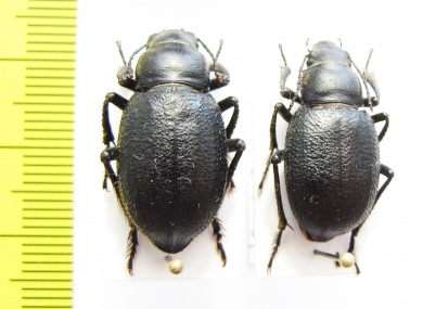 Sternoplax deplanata, pair  Kazakhstan - INSECTS-STORE.RU