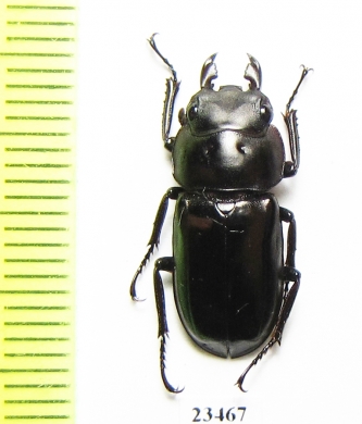 Dorcus sp.  China, Yunnan prov.  - INSECTS-STORE.RU