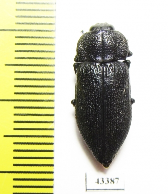 Pseudoperotis sp.  South Africa Rep. - INSECTS-STORE.RU