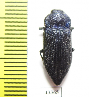 Pseudoperotis sp.  South Africa Rep. - INSECTS-STORE.RU