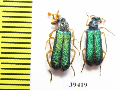 Cerocoma bodemeyeri, pair  Iran, Isfahan prov. - INSECTS-STORE.RU